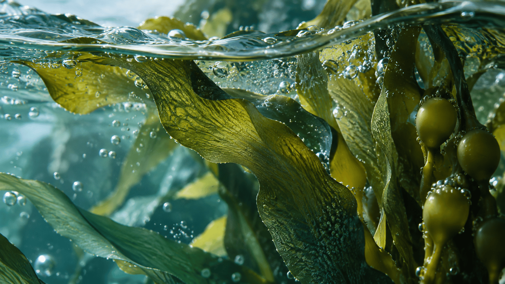 Fresh seaweed texture moving through clear water